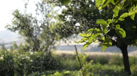 Watering system in vegetable garden Stock Footage 34271825