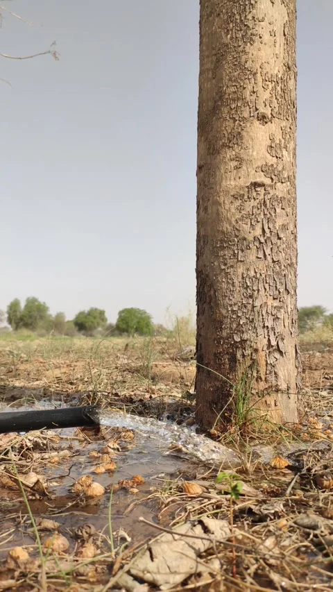 Watering to teak tree by water pipe, close up footage Stock Footage 335434579