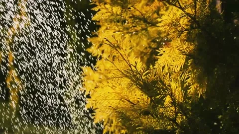 Watering thuja, close up needles and branches of yellow and green thuja growing Stock Footage 146853192