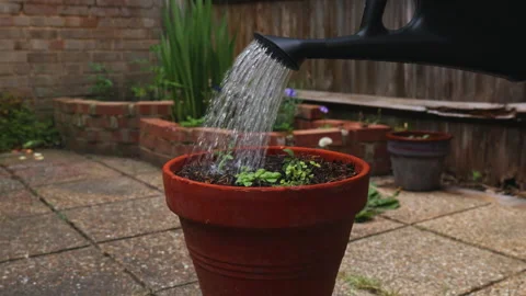 Watering Tomato and Basil Plants in Pots in Sunny Garden Stock-Footage 337560168