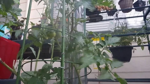 Watering Tomato Plants 库存影片 82263277