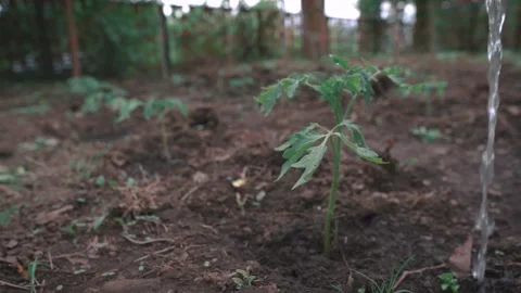 Watering Tomato Seedlings Stock-Footage 130715965