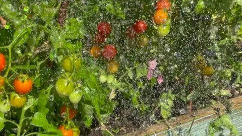 Watering tomatoes Stock Footage 296765865