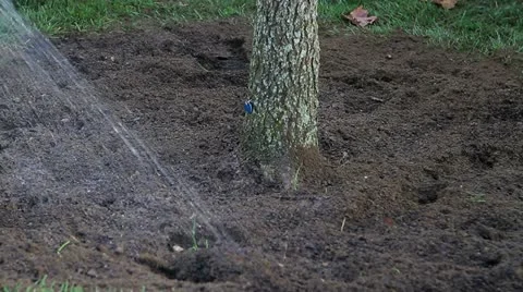 Watering a Tree 動画素材 19292127