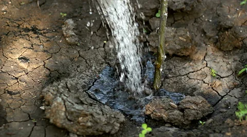 Watering the tree Stock Footage 38500097