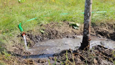 Watering the tree 스톡 동영상 94866365
