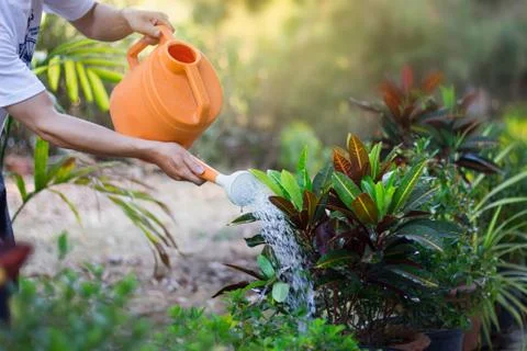 Watering a tree at garden Stock Photos