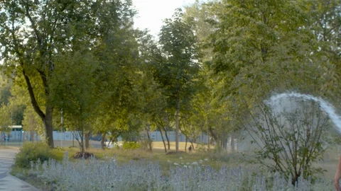 Watering the tree in the park. Stock Footage 112722181