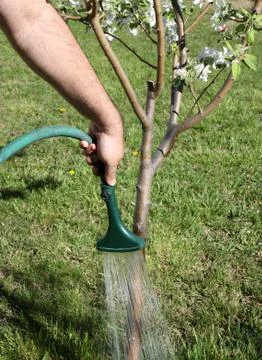 Watering Tree Stock Photos
