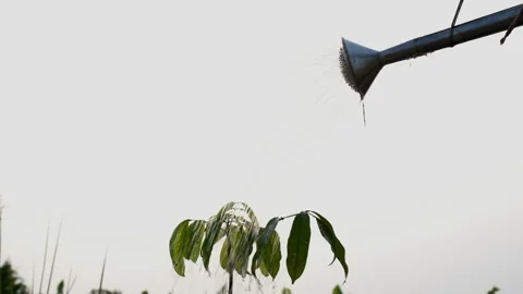 Watering the tree on white sky background Stock Footage 177299711