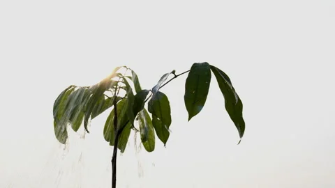 Watering the tree on white sky background 動画素材 177301093