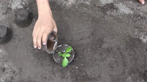 Watering trees. Caring for plants. Global warming, sustainability. Stock Footage 234857564