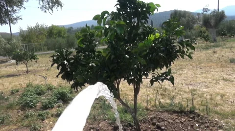 Watering the Trees Stock Footage 41472599