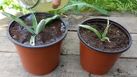 Watering two young  pineapples plants in the pots Stock-Footage 166836223