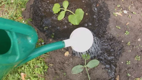 Watering Vegetable Bed Video stock 91325285