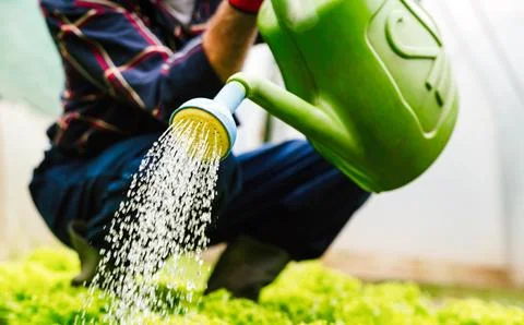 Watering of vegetable bed with rows of lettuce. Agriculture work people hea.. Stock Photos