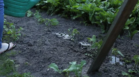 Watering vegetable garden Stock Footage 41682140