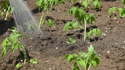 Watering of vegetable garden Stock Footage 50882434