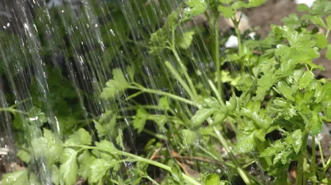 Watering of vegetable garden Stock Footage 50888176