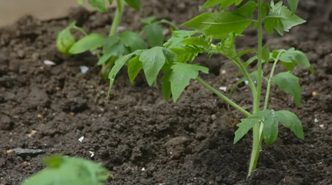 Watering of vegetable garden Stock Footage 50902305