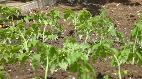 Watering of vegetable garden Stock Footage 50914682