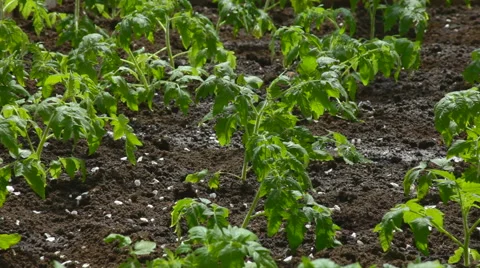 Watering of vegetable garden Stock Footage 50914874