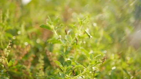 Watering vegetable in garden Stock Footage 103983396