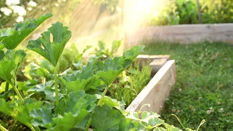 Watering vegetable garden Stock Footage 133524667