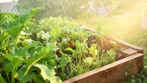 Watering vegetable garden Stock Footage 133524689