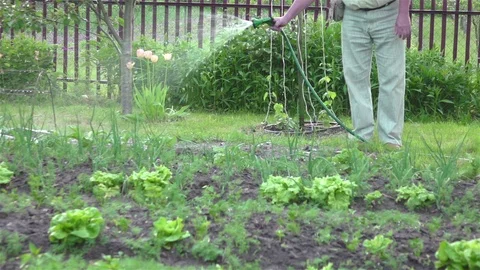 Watering vegetable garden in slow motion 250fps Stock Footage 101213246