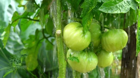 Watering a vegetable garden with tomatoes close-up Stock Footage 162538245