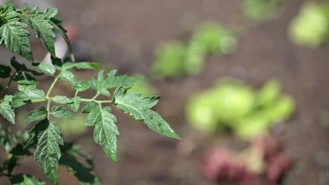 Watering a vegetable patch with a sprinkler in summer Stock Footage 302110409