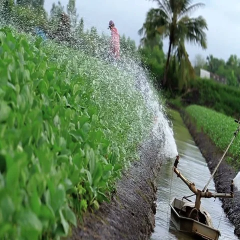Watering vegetable plant Stock Footage 69708762