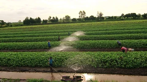 Watering vegetable plant Stock Footage 69712246