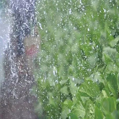Watering vegetable plant Stock Footage 69721219