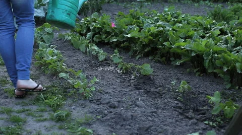 Watering vegetables Stock Footage 41681924
