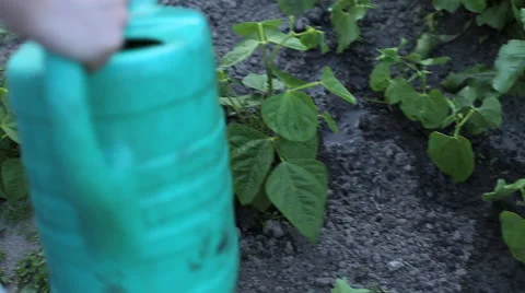 Watering vegetables Stock Footage 41681956