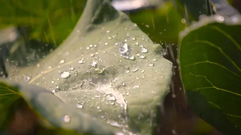 Watering to vegetables. Stock-Footage 90064178
