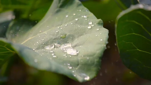 Watering to vegetables. Stock Footage 90064656