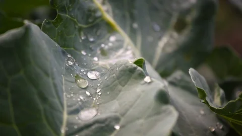 Watering to vegetables. Stock Footage 90064672