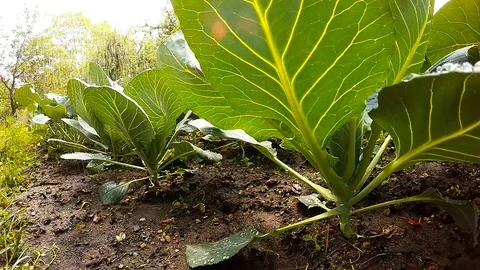 Watering to vegetables. Stock Footage 90065414