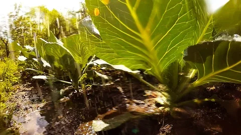 Watering to vegetables. Stock Footage 90065535