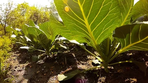 Watering to vegetables. Stock Footage 90067135