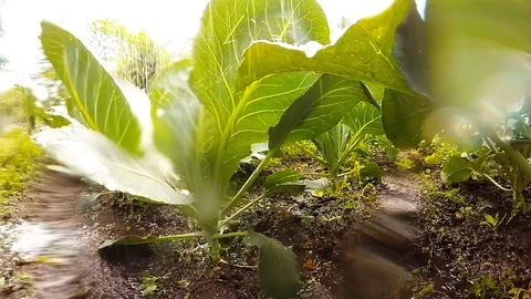 Watering to vegetables. Stock Footage 90067162
