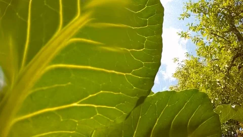 Watering to vegetables. Stock Footage 90067549
