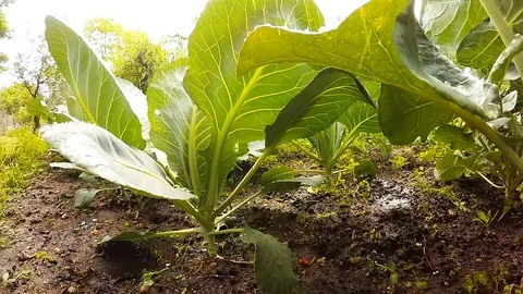 Watering to vegetables. Stock Footage 90067690