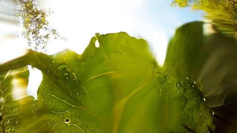 Watering to vegetables. Stock Footage 90067898