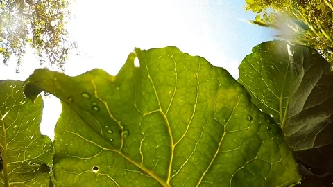 Watering to vegetables. Stock Footage 90068310
