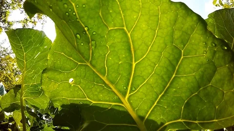 Watering to vegetables. Stock Footage 90068363