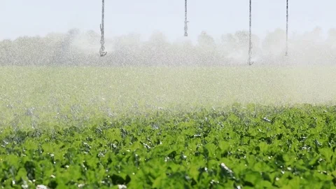 Watering vegetables with irrigation system Stock Footage 77621360